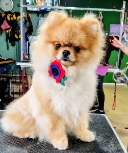 Dog Groomer in Kidderminster - Dog Grooming by Victoria